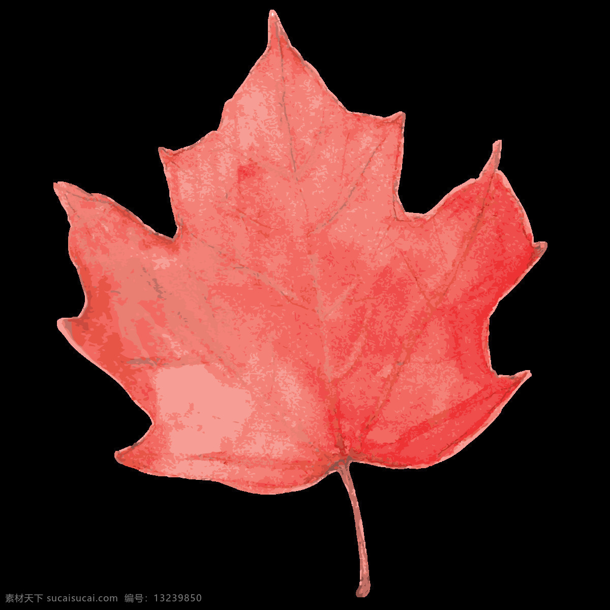 水红 枫叶 卡通 透明 叶子 红色 透明素材 免扣素材 装饰图案