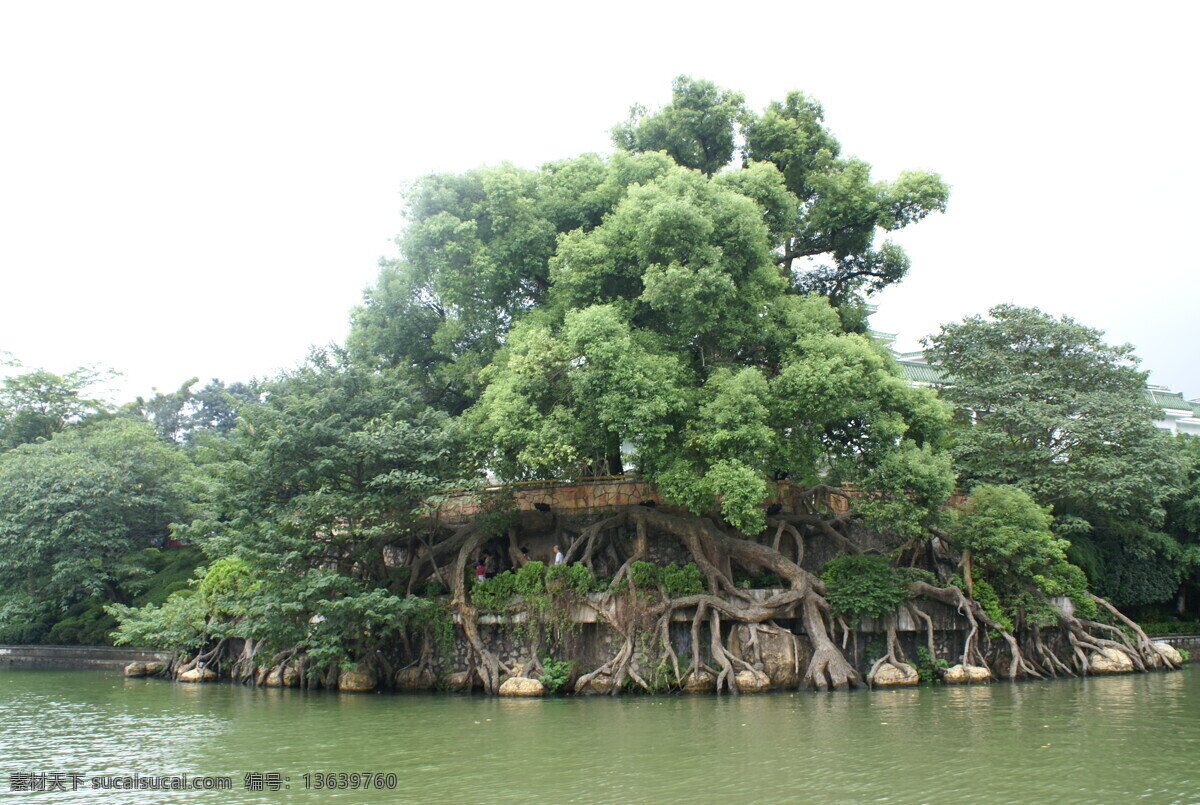 桂林大榕树 桂林 榕树 自然 风景 夏天 自然景观 自然风景