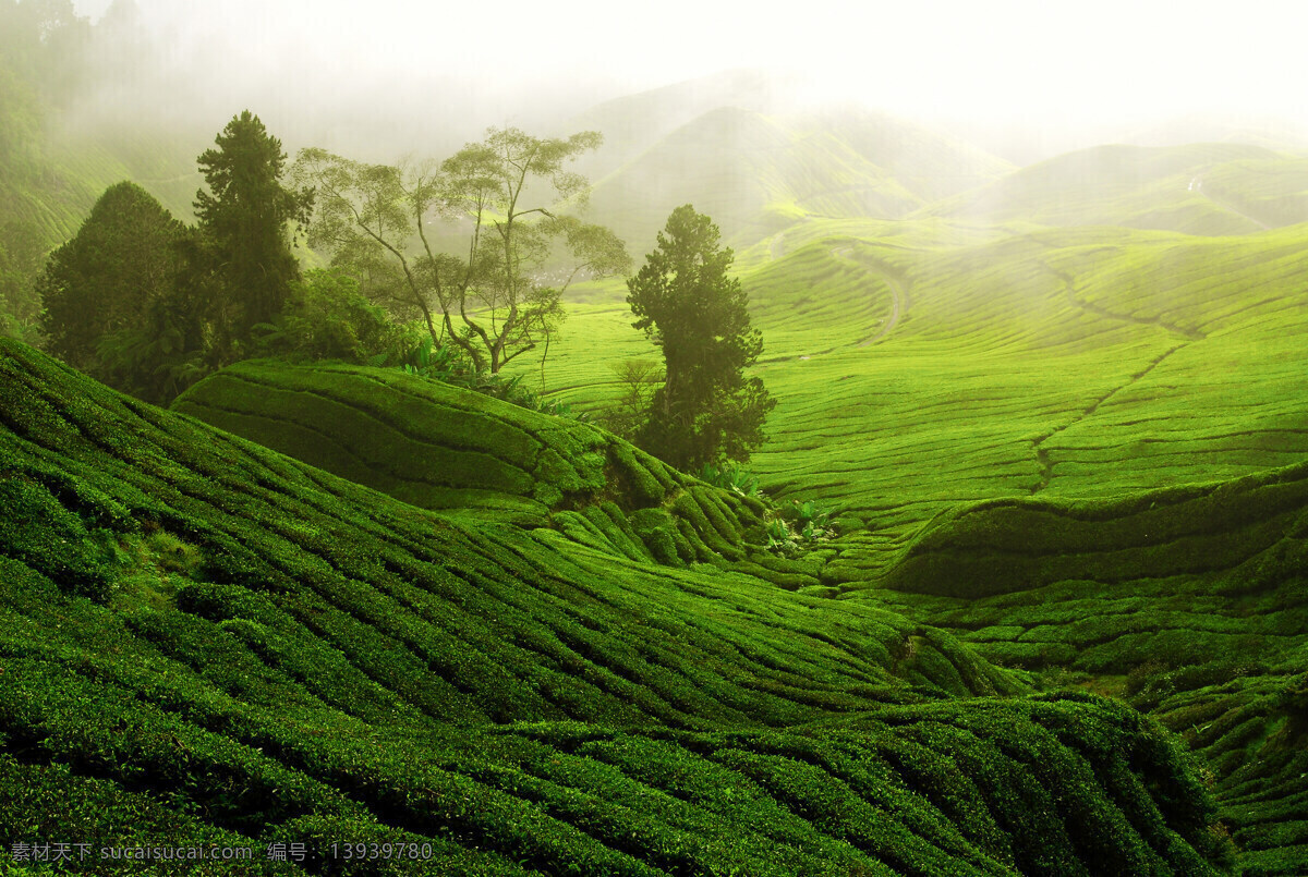 茶树林 茶山 茶树 茶叶 绿色 山丘 乡村风采 生物世界 树木树叶