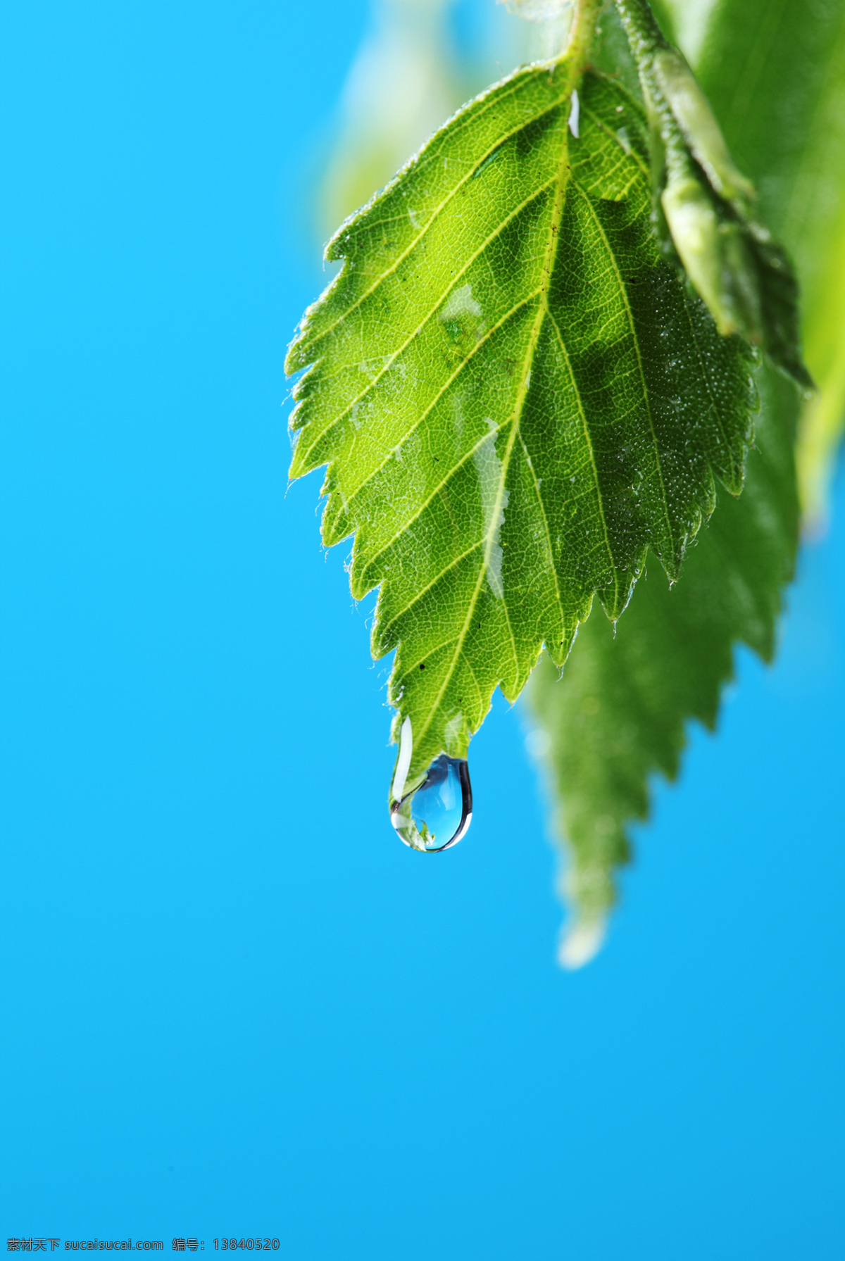 背景 底图 底纹 涟漪 露水 露珠 绿叶 绿叶背景 水珠 水滴 水珠和绿叶 晨露 植物 绿叶底纹 树木树叶 水痕 水迹 水珠图片 漂亮的水珠 微距拍摄 水 主题 水主题素材 生命之水 自然风光 自然景观 自然 景色 高清 自然风景 水珠水花水滴 psd源文件