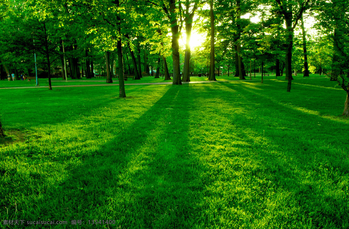 公园 树林 日出 绿色 草坪 自然风景 旅游摄影