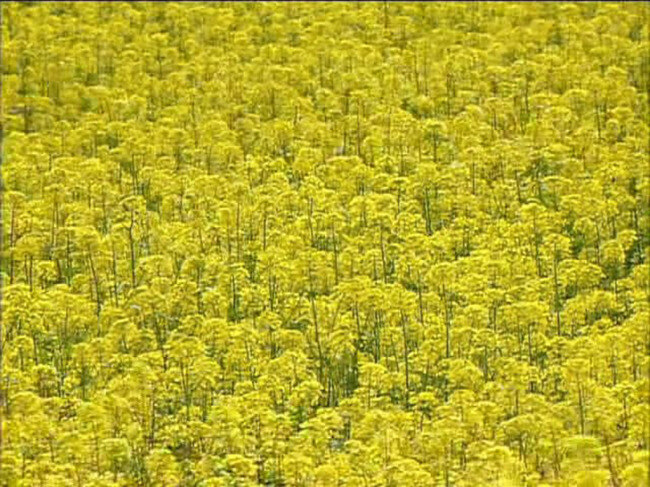 油菜花 花海 实拍 视频 花 鲜花 蓝天鲜花视频 花动态 美景 avi 黄色