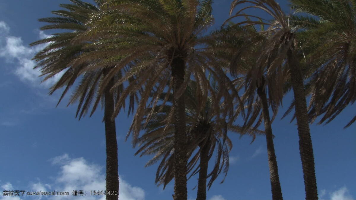 棕榈树 救生 站 倾斜 视图 股票 录像 视频免费下载 树 救生员 太平洋 夏威夷 海洋 海滩 沙 avi 灰色