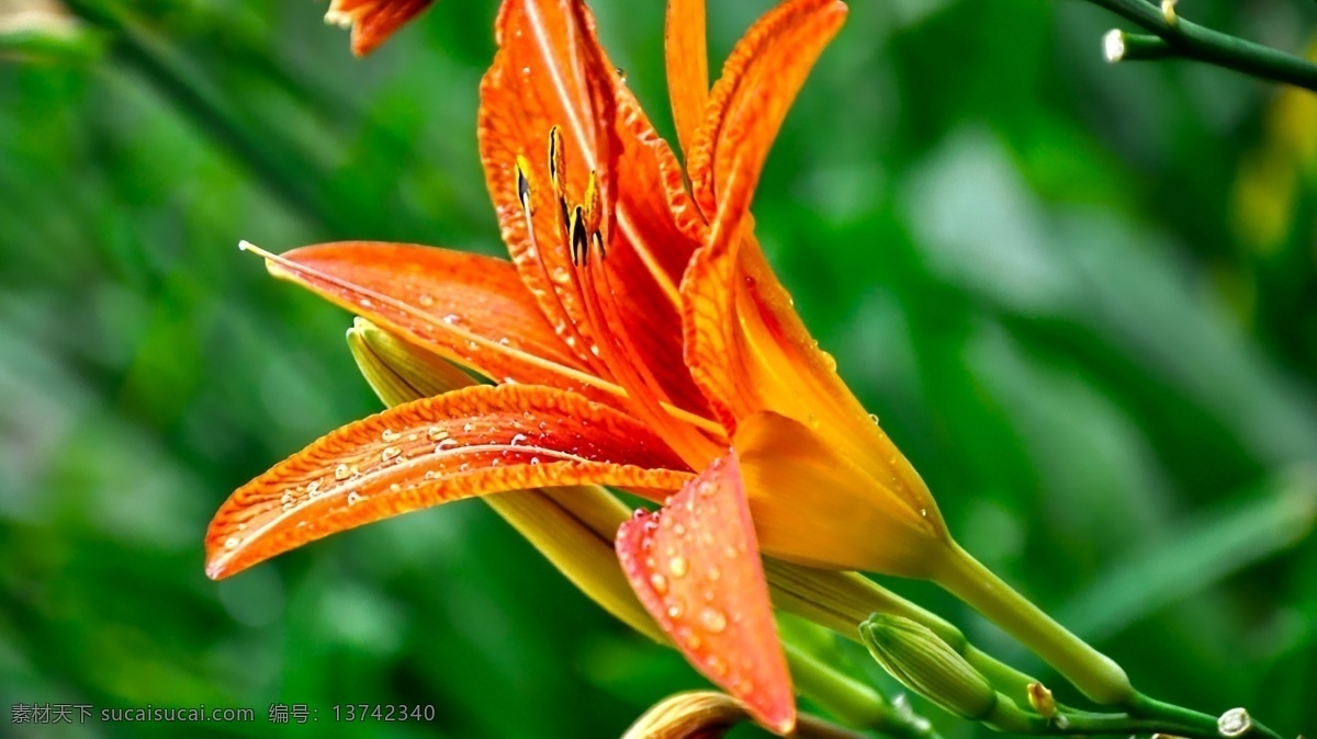 鲜艳 橘 色 百合花 高清 鲜花 花卉 花朵 花草 橘色