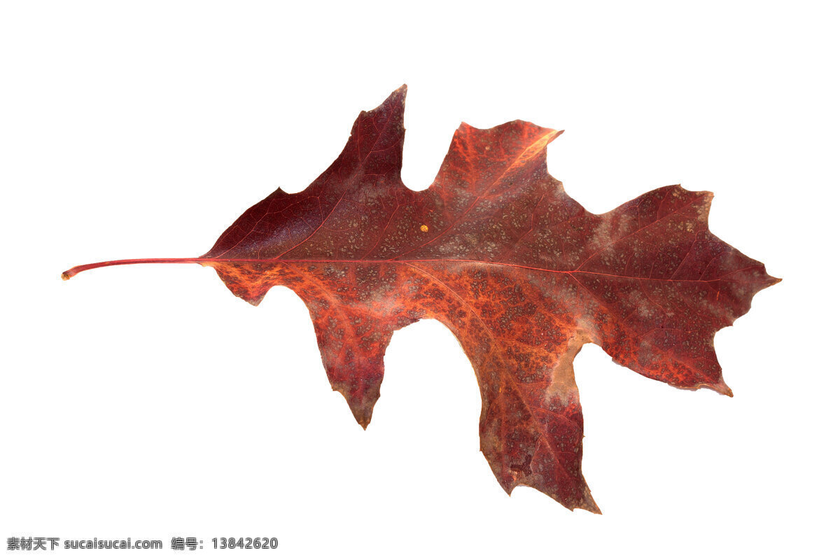 季节 变化 红 橡树叶 生物世界