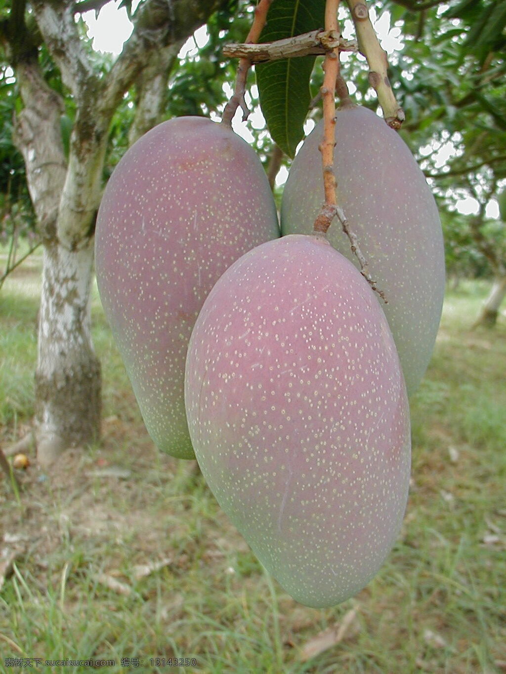 芒果 水果 生物世界