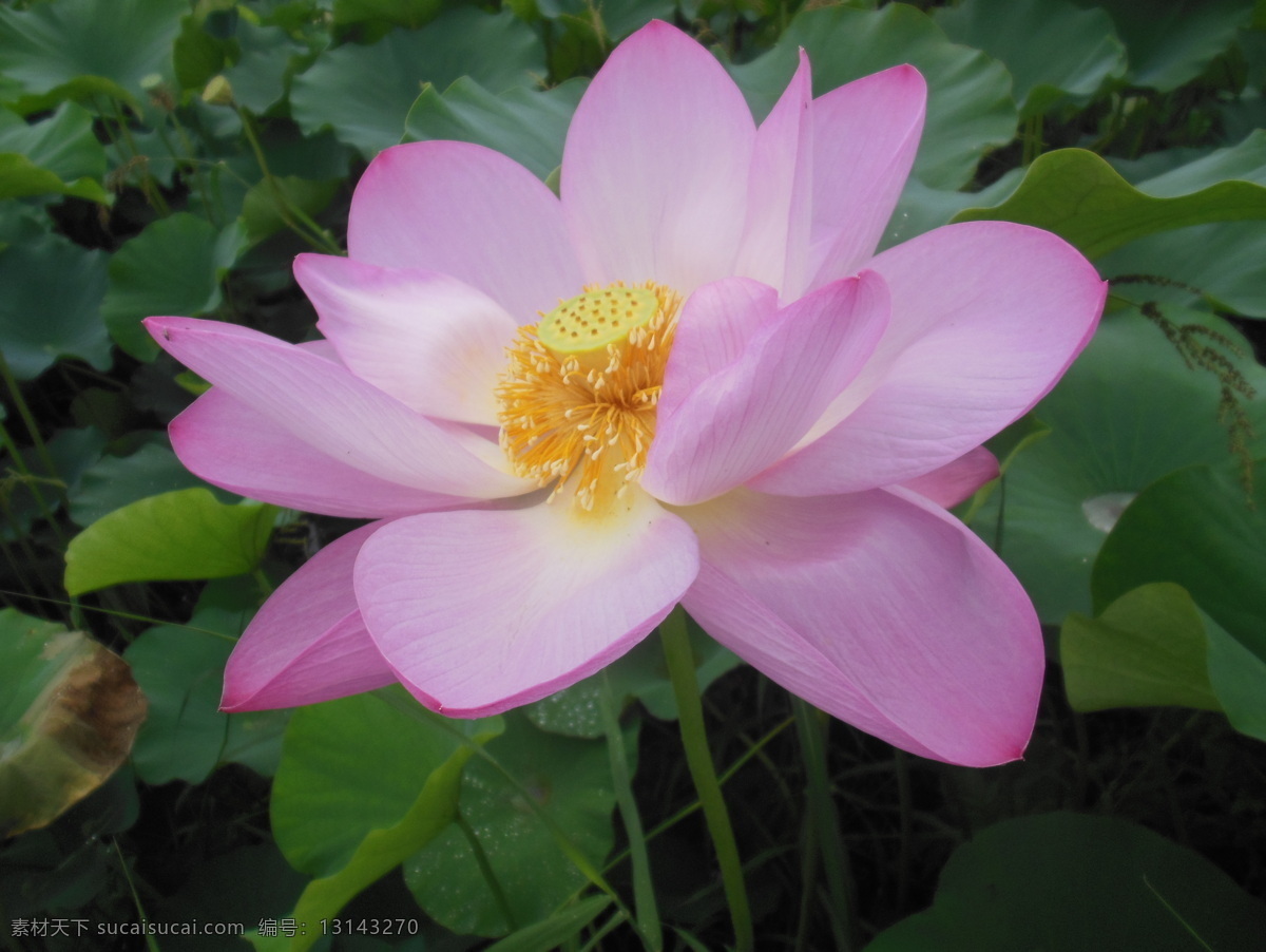 荷花 荷叶 花瓣 花蕊 莲花 水上花 水上芙蓉 鲜花 花朵 花草 一组荷花 生物世界