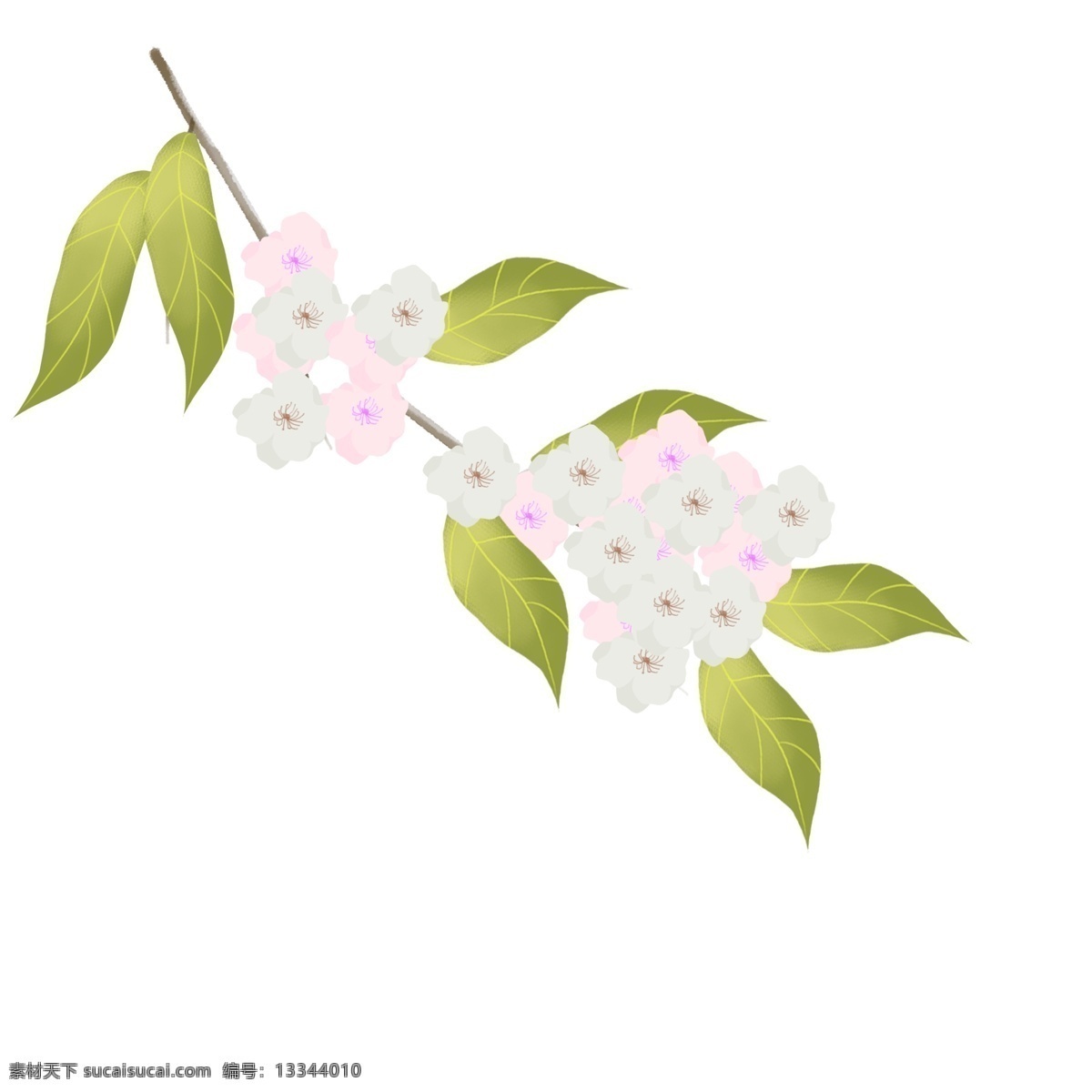 春季 樱花 手绘 彩色 卡通 免抠 透明底 无背景 原创 平面设计 装饰设计 插画 装饰 小清新 通用