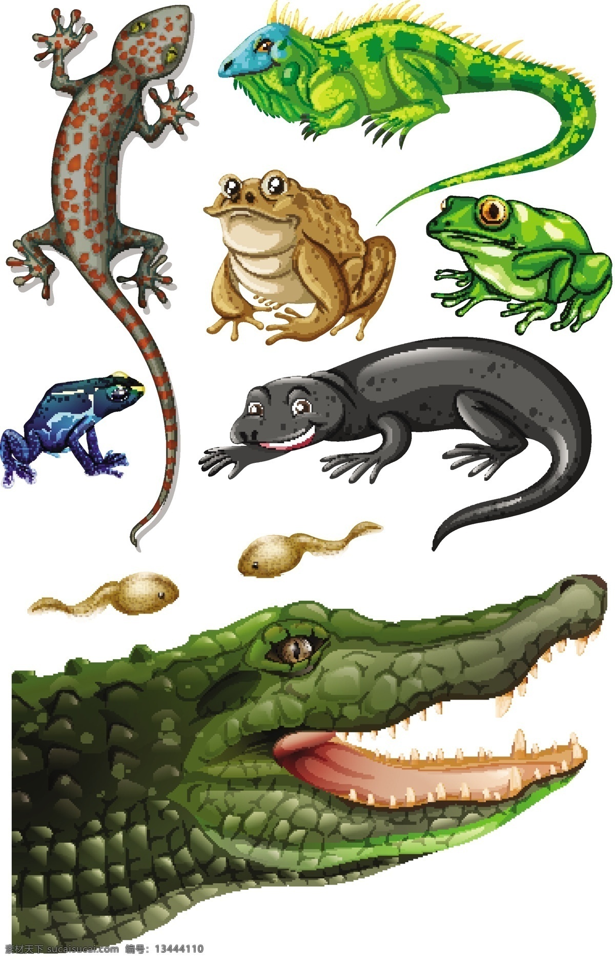 不同 种类 爬行动物 插画 自然 艺术 绘画 插图 类型