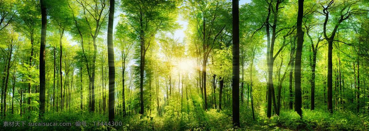 绿色大自然 春夏 茂密绿叶树林 全景 自然 风景 风光 大树 树木 树林 植物 枝繁叶茂 光效 光线 全景图 绿叶 自然景观 自然风景