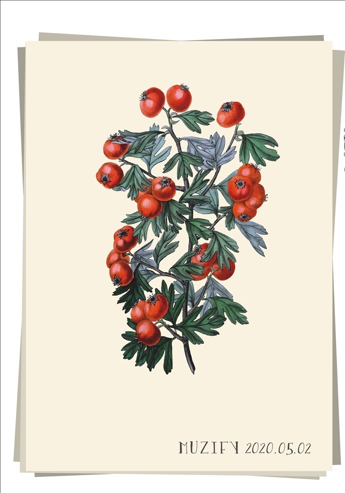 东方山楂 植物图鉴 山里果 山里红 山楂树 水果 画稿 画册 花卉 生物世界