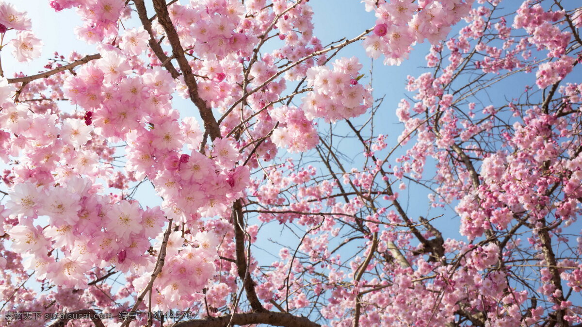 桃花园 海棠花 野菊花 花朵 花海 花蕾 花园 春天 花蕊 公园景色 红花绿叶 花苞 含苞未放 植物 花草 园林 繁花似锦 杜娟花 映山红 山石榴 毛鹃 东鹃 夏鹃 蔷薇 秋海棠 植物花草 自然景观 自然风景 生物世界