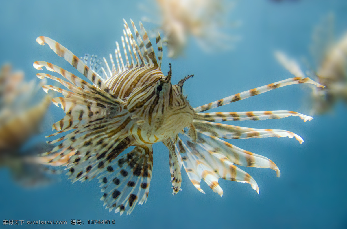 狮子鱼 热带鱼 鱼类 珊瑚 海洋生物 生物世界