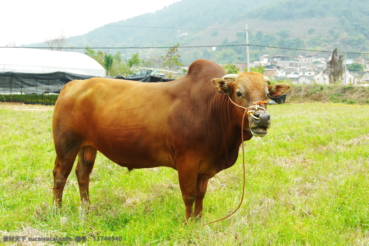 田园风光 黄牛牧草 黄牛倒草 老黄牛 黄公牛 耕牛 黄牛 田园黄牛 田园牧牛 稻田 旱田 杂草 草田 田园 苗木 棚架 道路 山岚 草木 树木 农地 民居 天空 阳光 光照 城区山水 生物世界 家禽家畜