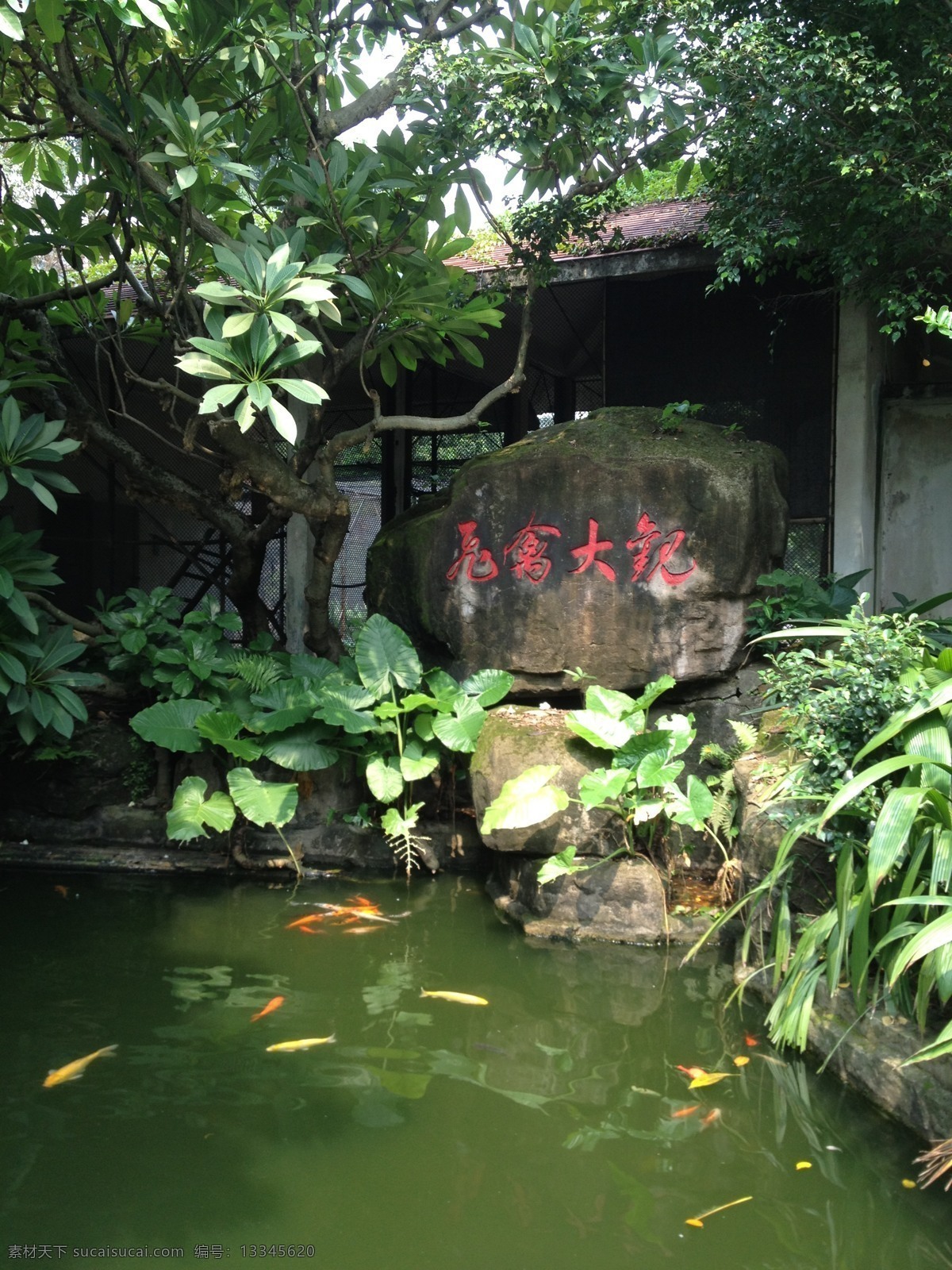 碧水鱼池 锦鲤 树木 亭台 楼阁 悠闲 园林美景 园林 碧水 园林建筑 建筑园林