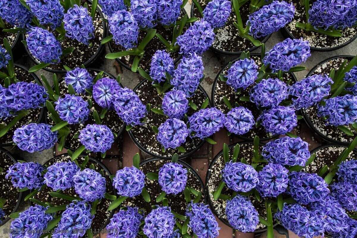 紫 风信子 花海 紫风信子 花卉 花朵