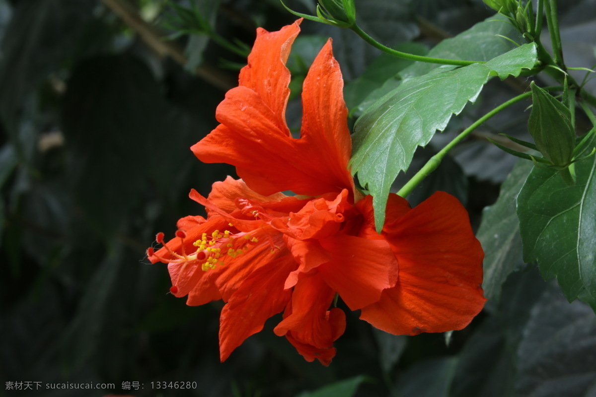 扶桑花 佛槿 朱槿 花瓣 花蕊 花朵 花儿 植物 花卉 花草 观赏花卉 观赏植物 园林景观 绿化景观 花卉大观园 生物世界