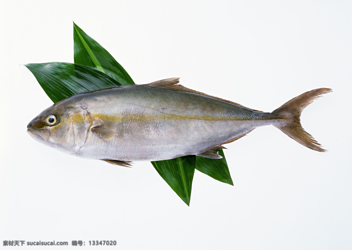 鱼类 水产 河鲜 海鲜 草鱼 青鱼 刀鱼 鱼的摄影 生物世界