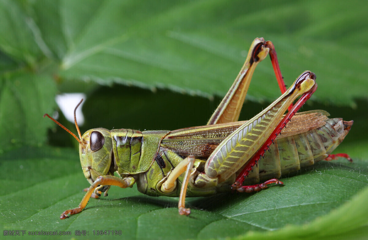 绿色 蚂蚱 摄影图片 草虫图片 蝗虫图片 昆虫花鸟 生物世界 昆虫