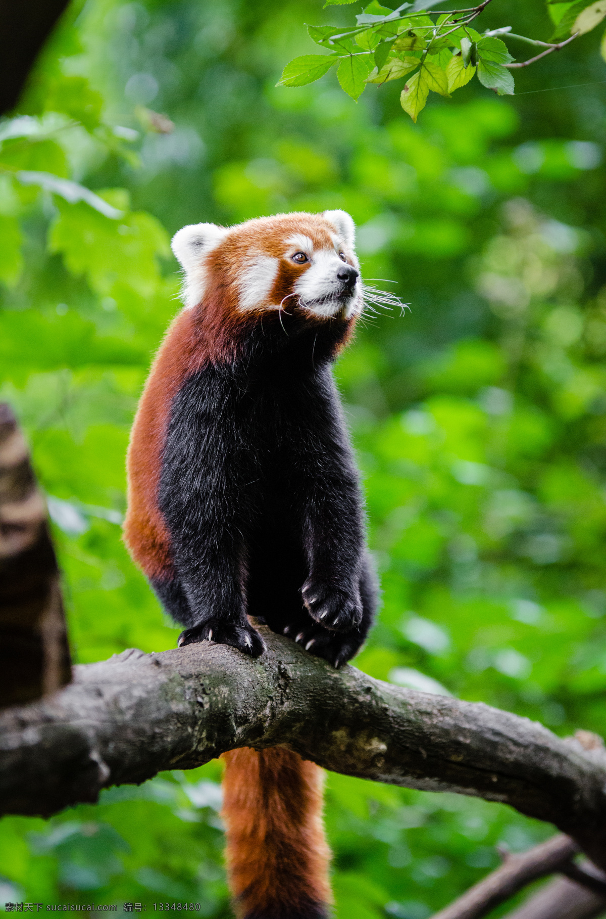 小熊猫 野兽 小动物 野生动物 保护动物 生物世界