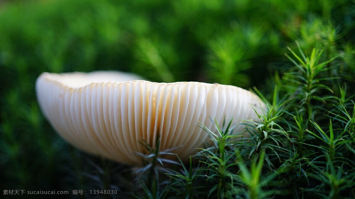 唯美蘑菇 蘑菇 白蘑菇 野蘑菇 野生蘑菇 森林蘑菇 地面蘑菇 菌菇 菌类 真菌 唯美 菌类植物 生物世界 其他生物