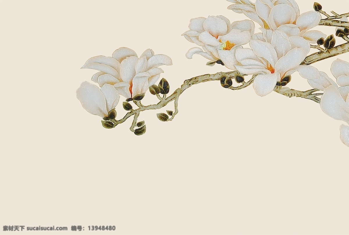 工笔 树枝 玉兰花 白花