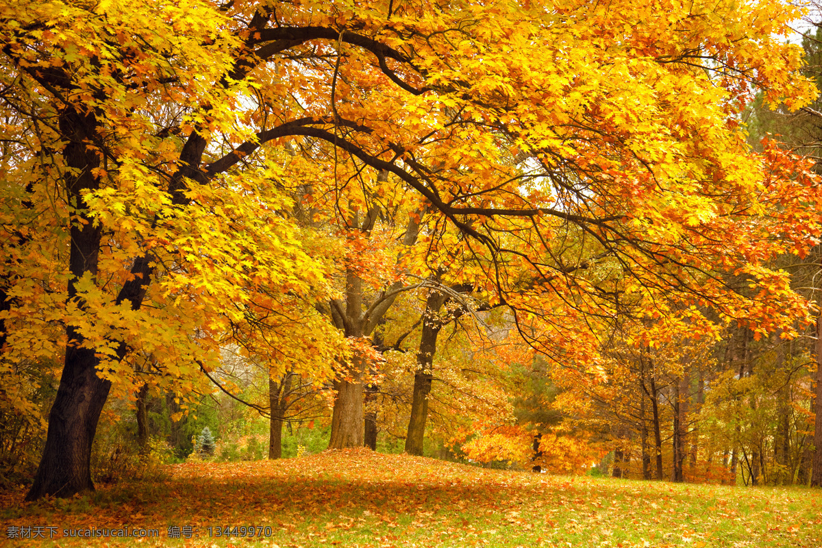 秋天 梧桐树 风景 秋天风景 秋季美景 秋天树林风景 树木风景 美丽景色 自然风光 风景摄 自然风景 自然景观 黄色