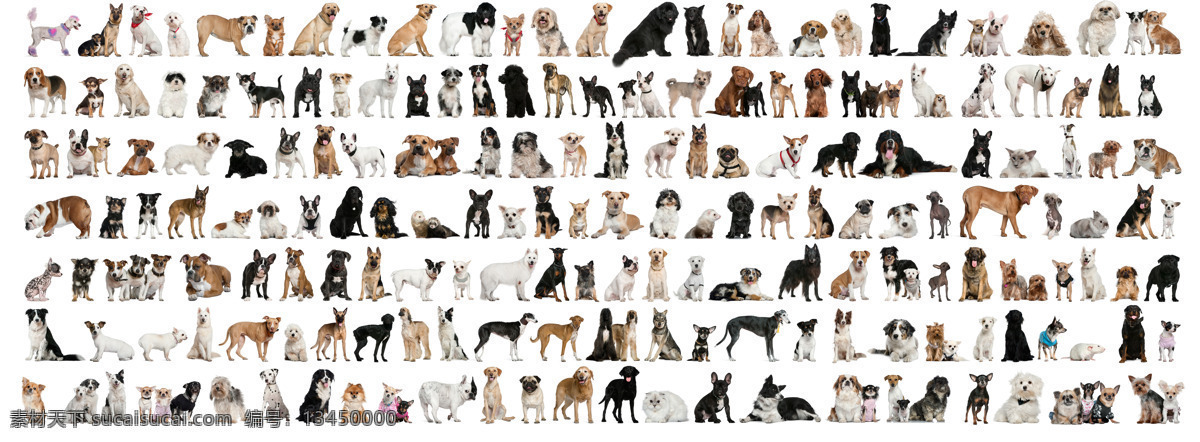 宠物狗 品种 大全 三 狗品种 狗品种图片