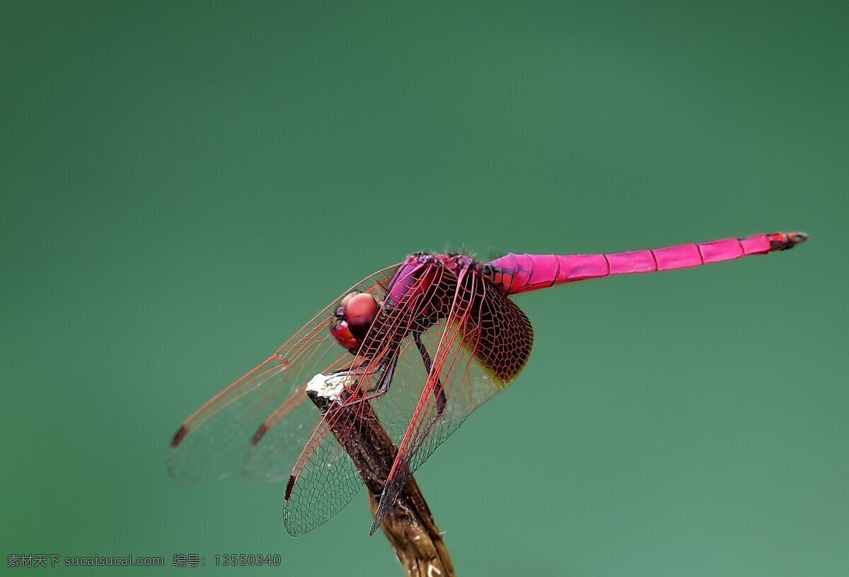 唯美 红 蜻蜓 高清 昆虫 飞虫 虫子 翅膀 飞翔
