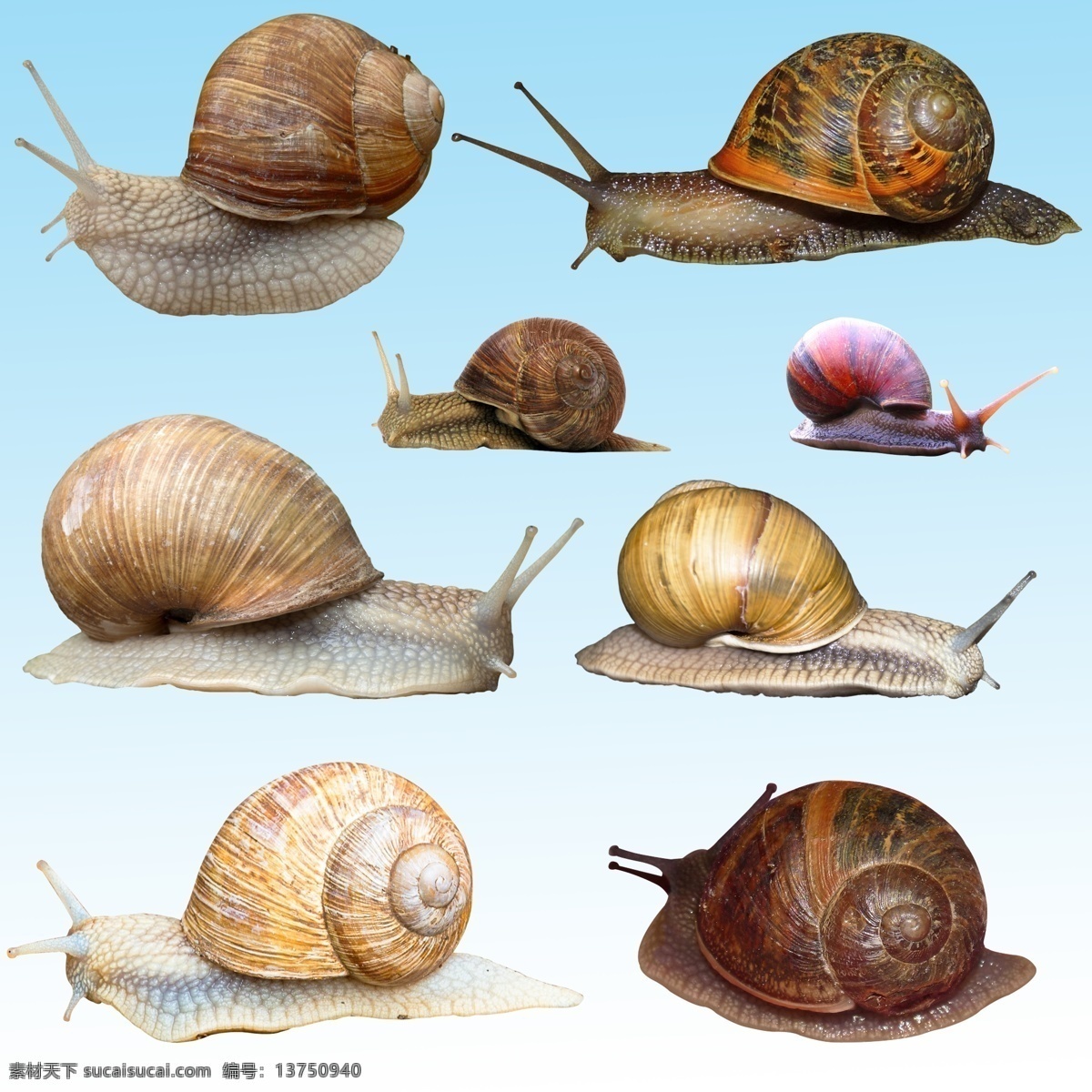 大蜗牛 动物 爬行动物 蜗牛素材