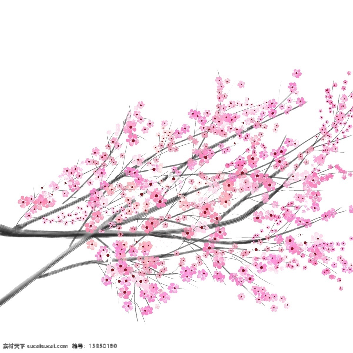 樱花 树枝 粉色 浪漫 春天 元素
