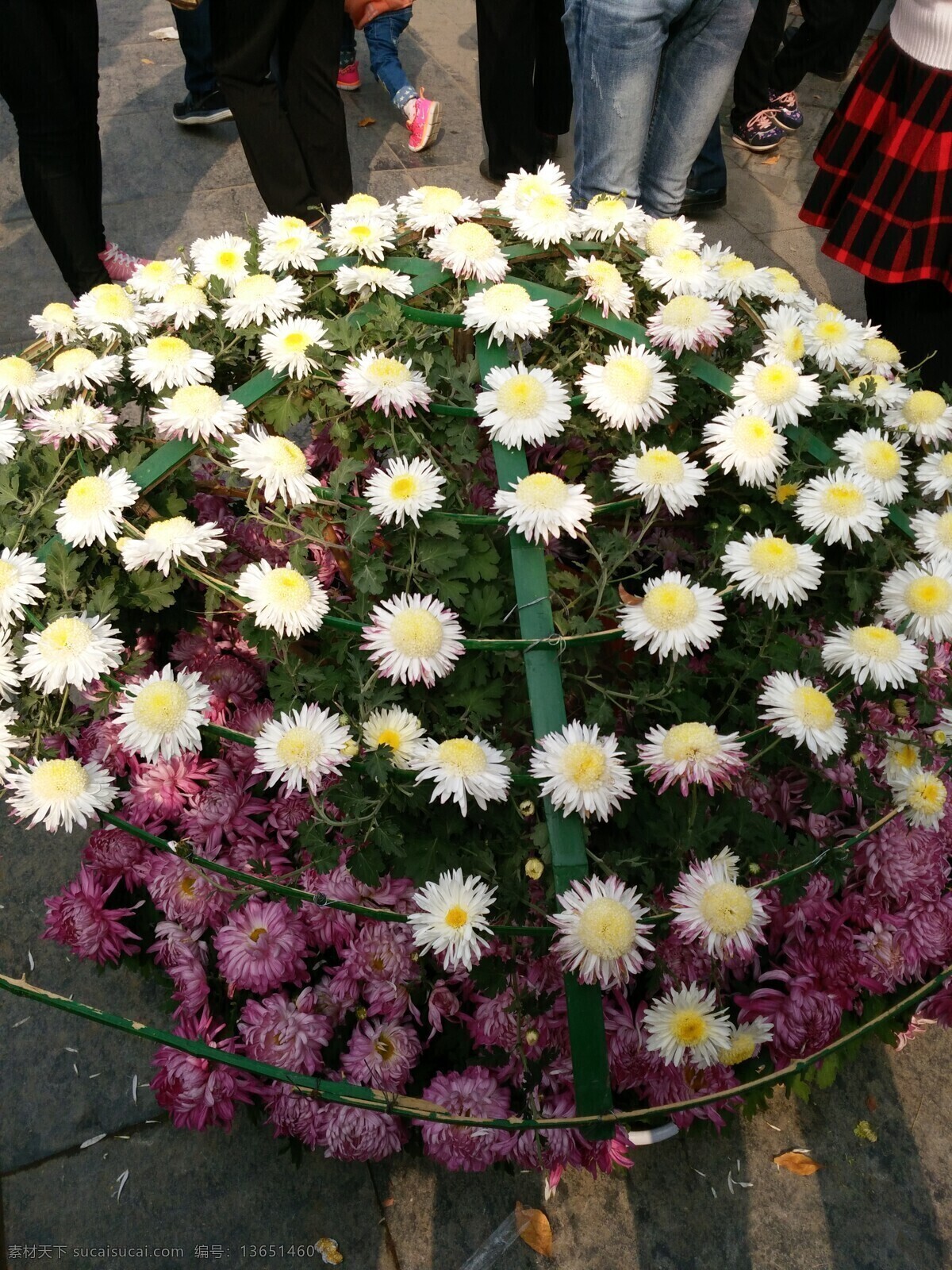 开封菊花展 盛开的菊花 花丛素材