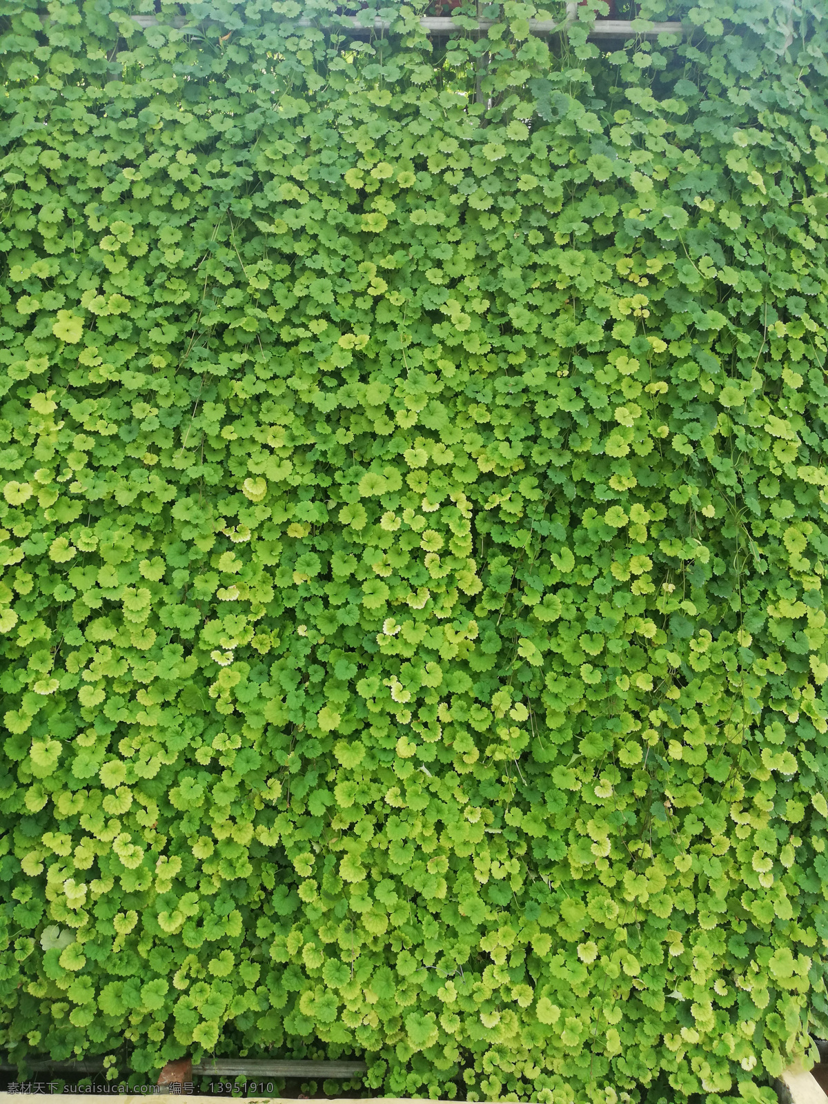 绿色背景 绿背景 草背景 绿草 绿草墙 青草墙 绿色墙 植物 植物背景 绿色植物背景 绿墙 旅游摄影 国内旅游