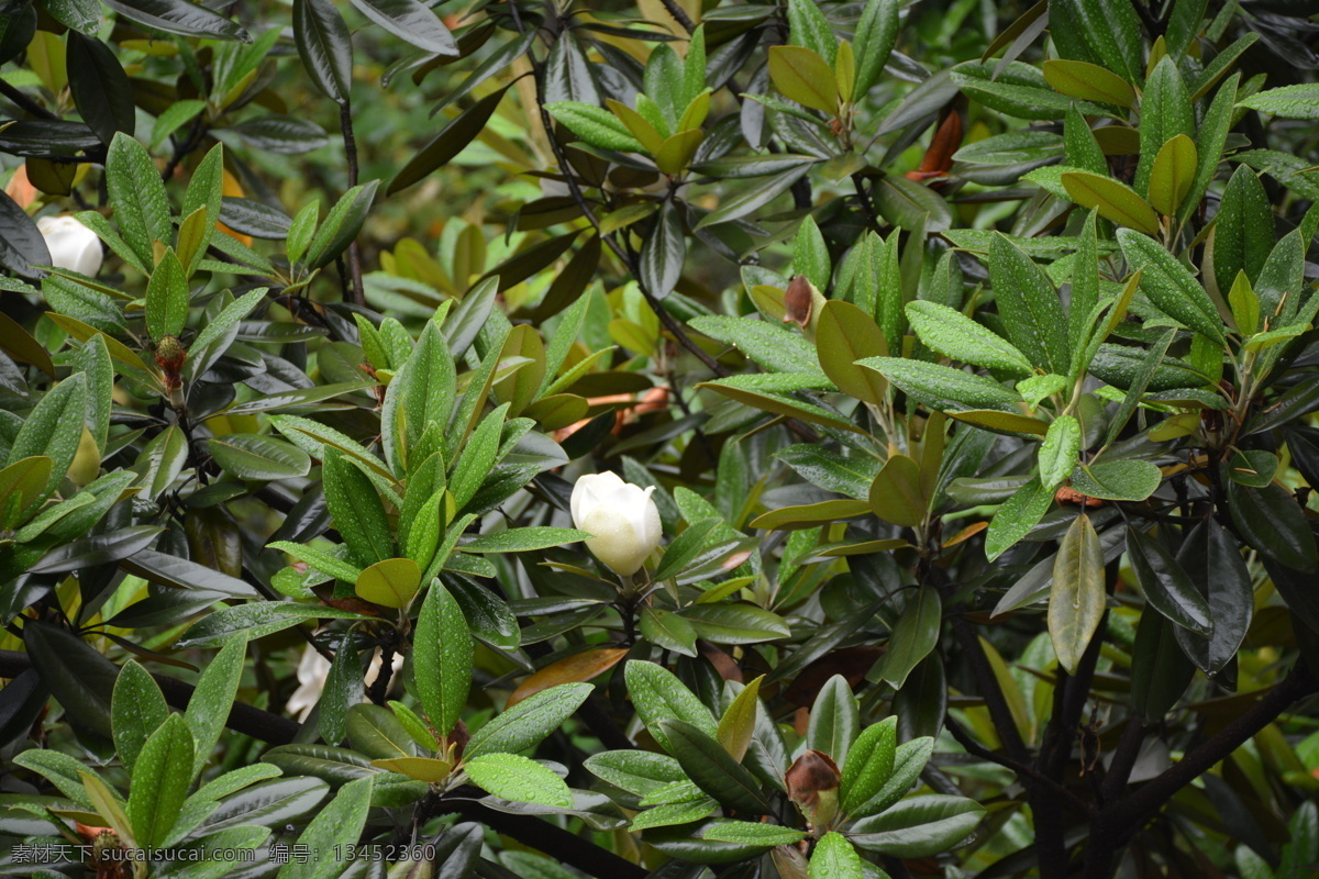 中草药图谱 厚朴 紫朴 紫油朴 温朴 中草药 照片 植物 树木 生物 花草 生物世界