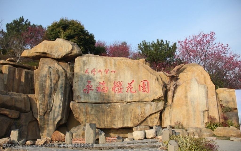 永福樱花 樱花 春天 台缘山庄 福建山樱花 山樱花 绯樱 大陆阿里山 生物世界 花草