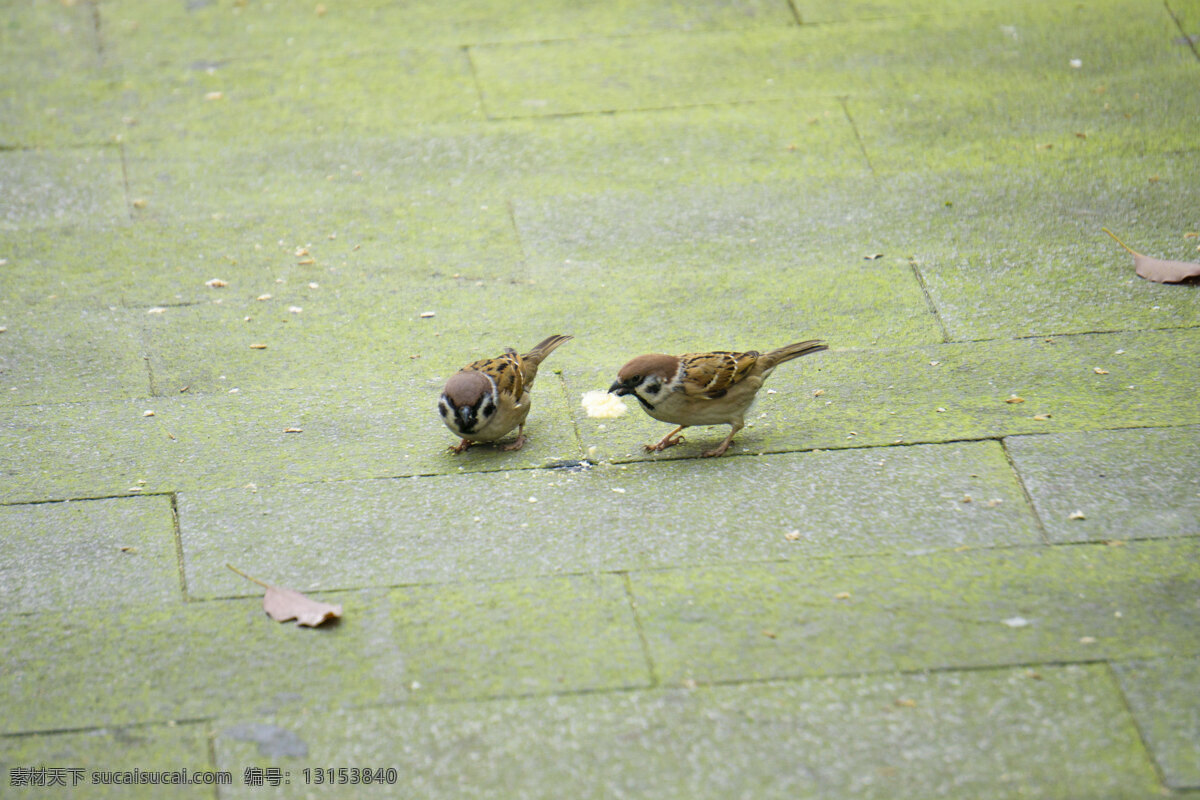 地上 两 只 找 食 麻雀 动物 禽类 鸟 找食物 千库原创