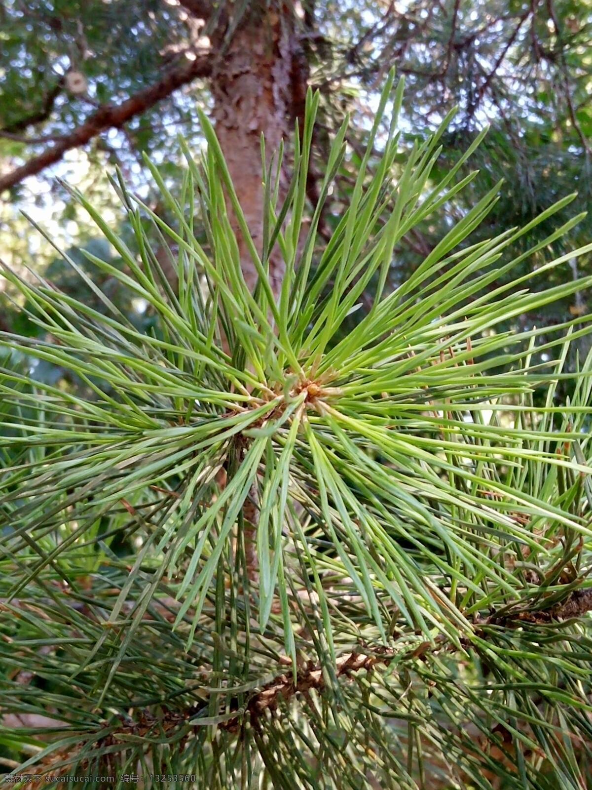 松树叶 松树 松针 树林 树叶 植物 生物世界 树木树叶