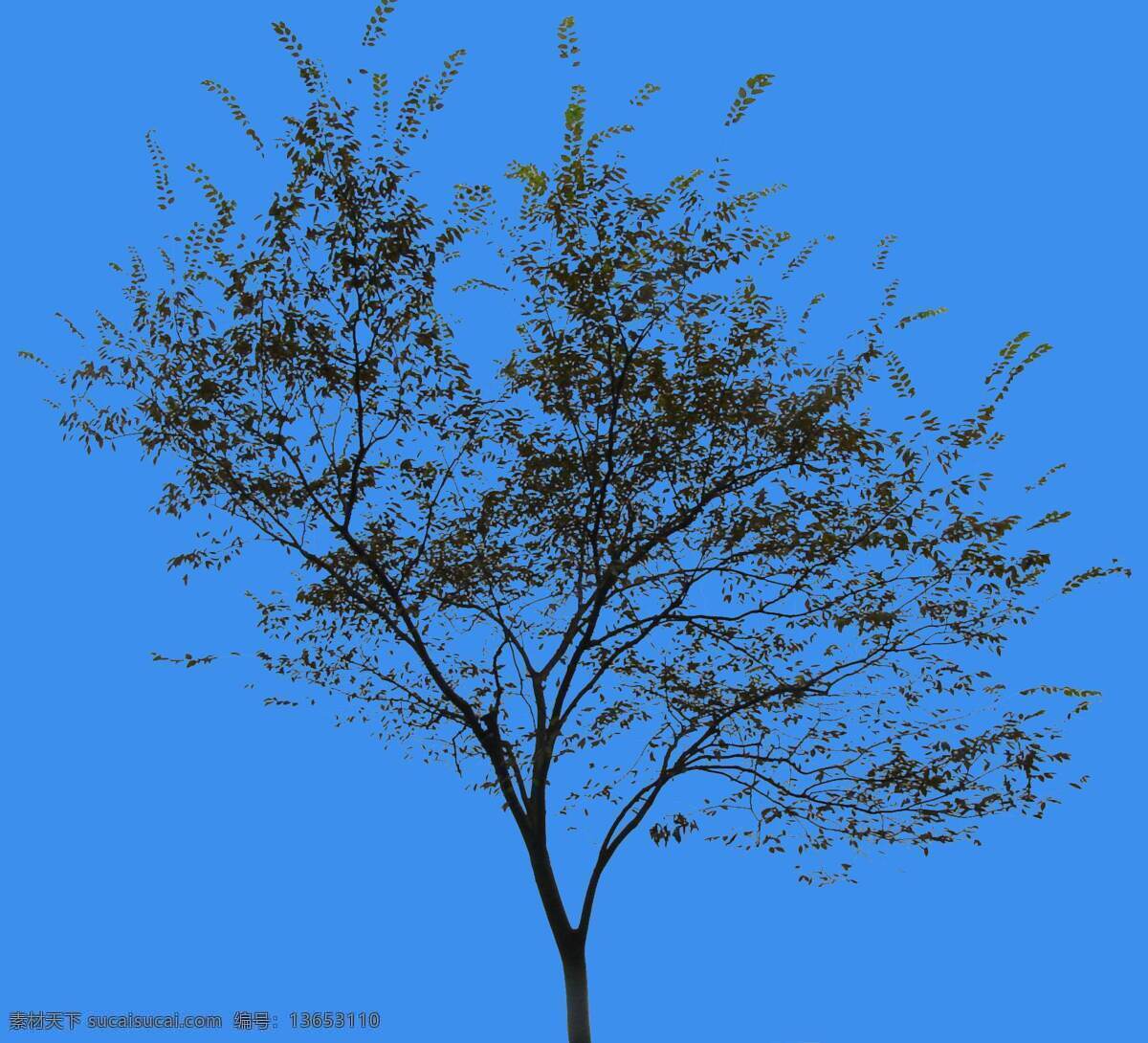 槭树植物素材 槭树 配景素材 园林植物 园林 建筑装饰 设计素材 白色