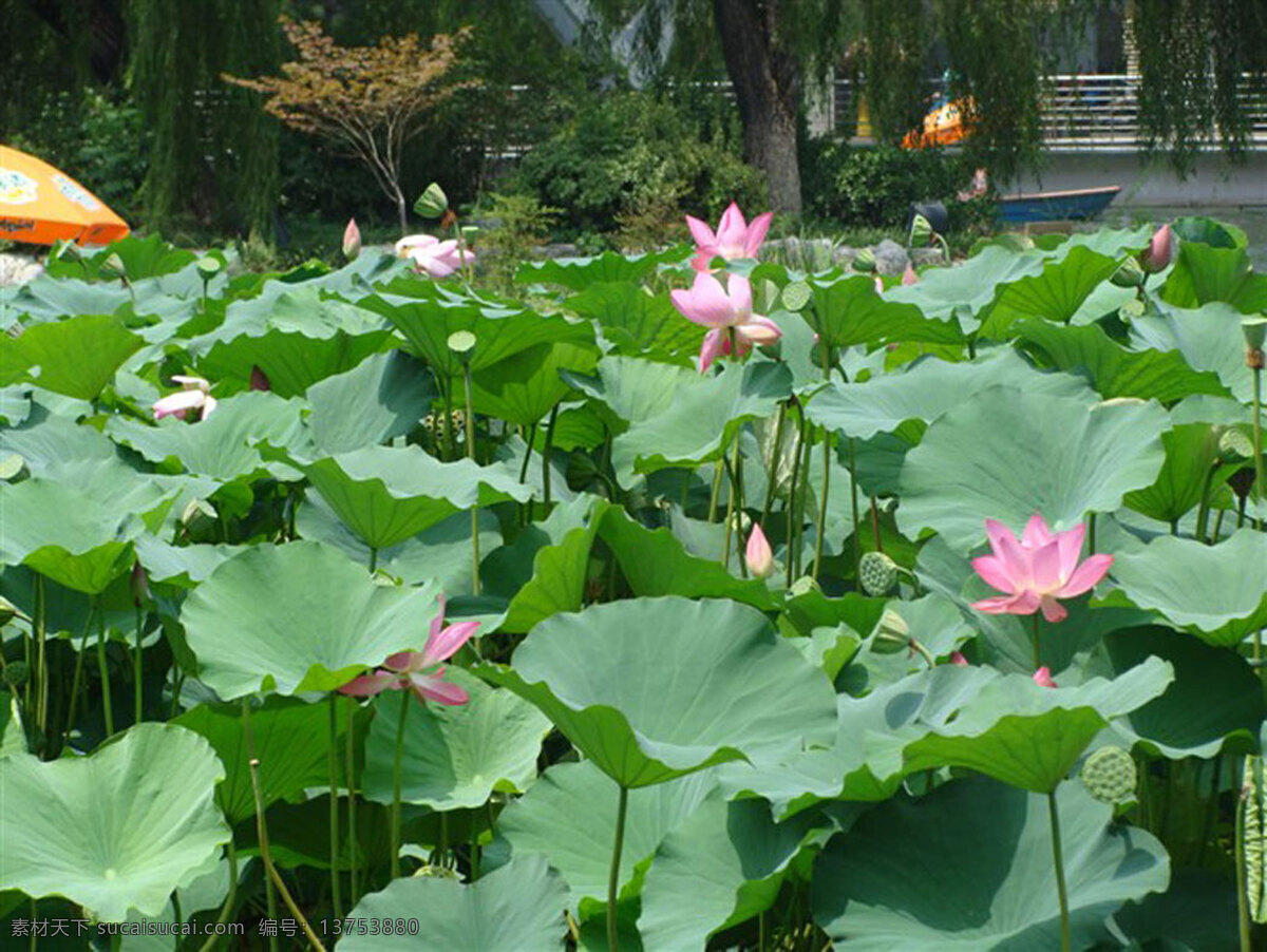 荷花 风景 图 草地 超大 高清 河水 荷花风景图 湖水 莲花 绿化 树林 超宽 生活 旅游餐饮