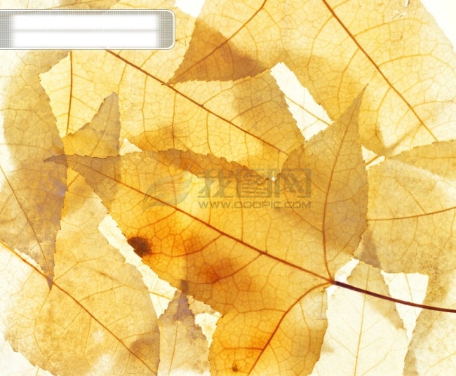 树叶 纹路 背景 透明 　 自然 材质 底纹边框