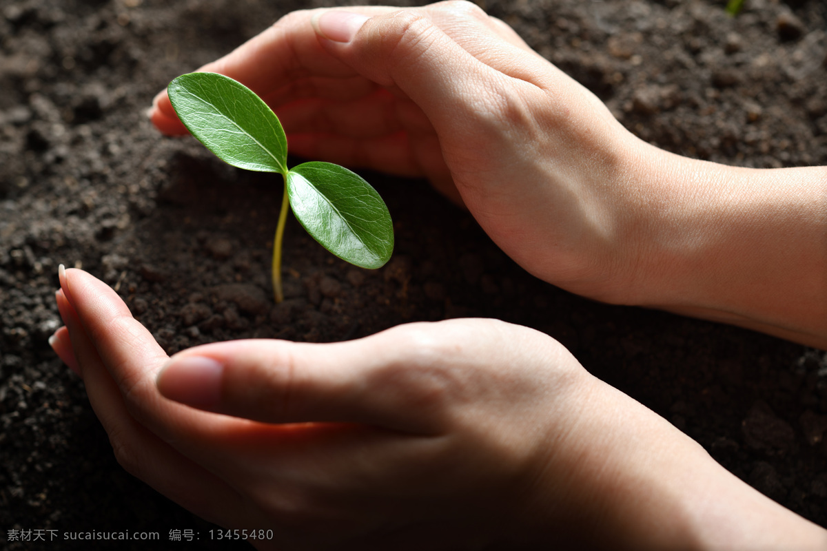 双手 呵护 小 树苗 种苗 幼苗 保护 环境 环保 绿化 教育 文教 花苗 小草 幼小 种植 摄影图片 生物世界 花草