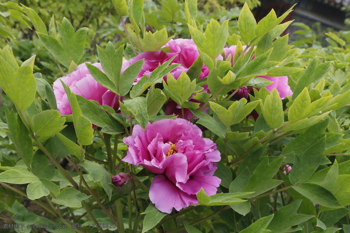 牡丹花 牡丹 鼠姑 木芍药 百雨金 洛阳花 花卉 花儿 花草 植物 园林绿化 绿化景观 花朵 芍药牡丹 生物世界