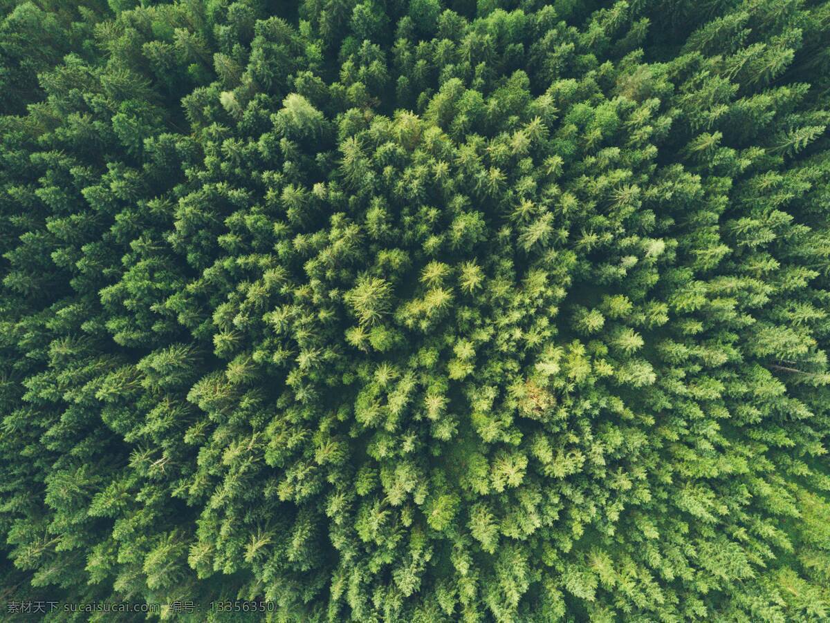 俯视森林图片 森林 树林 原始 山林 深山 树木 树种 大树 绿色 自然景观 山水风景