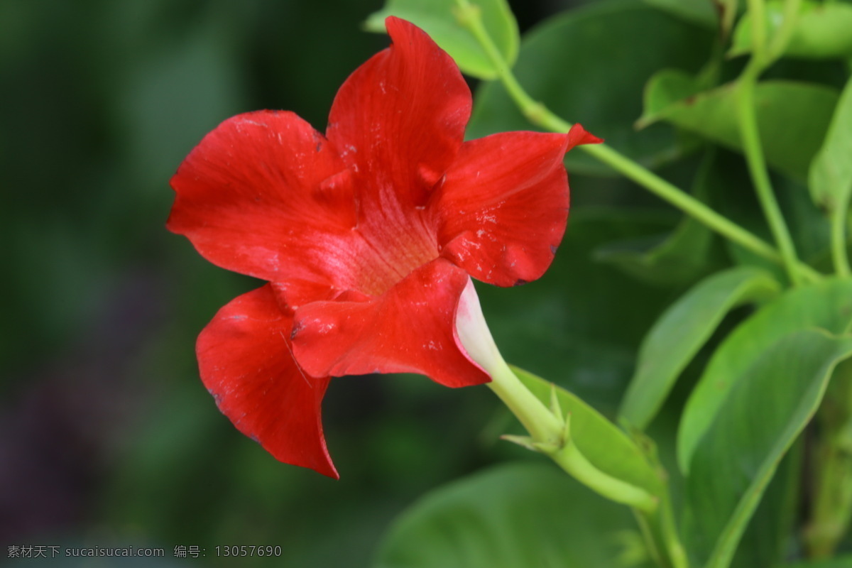 飘香藤 红皱藤 双腺藤 双喜藤 文藤 红蝉花 藤本植物 观赏花卉 花瓣 花朵 花儿 花草 花卉 植物 绿化景观 花卉大观园 生物世界