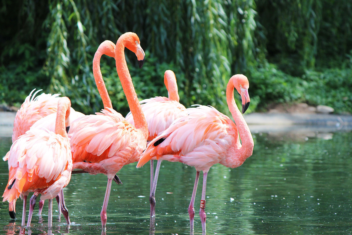 火烈鸟 大红鹳 小红鹳 加勒比海红鹳 智利红鹳 安第斯红鹳 秘鲁红鹳 红鹳 红鹤 flamingo 观赏鸟