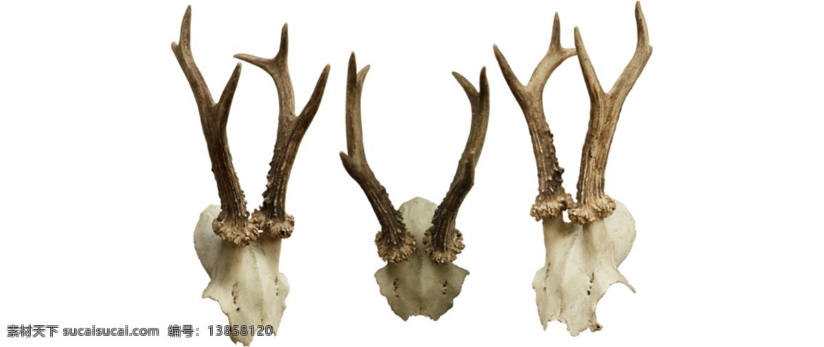三 只 鹿角 头骨 免 抠 透明 三只鹿角头骨 鹿角图片 鹿角骨头素材 鹿角骨头图片 鹿角骨头元素 鹿角骨头