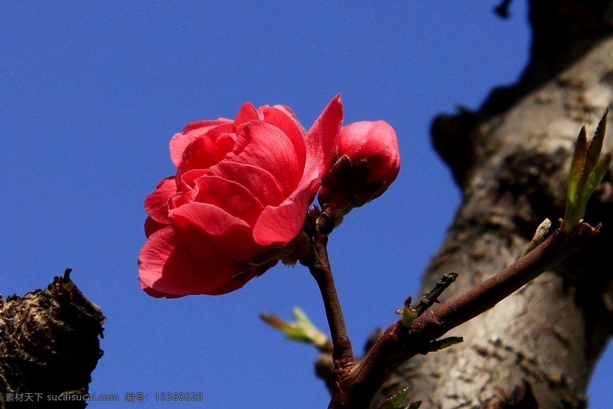 碧桃花