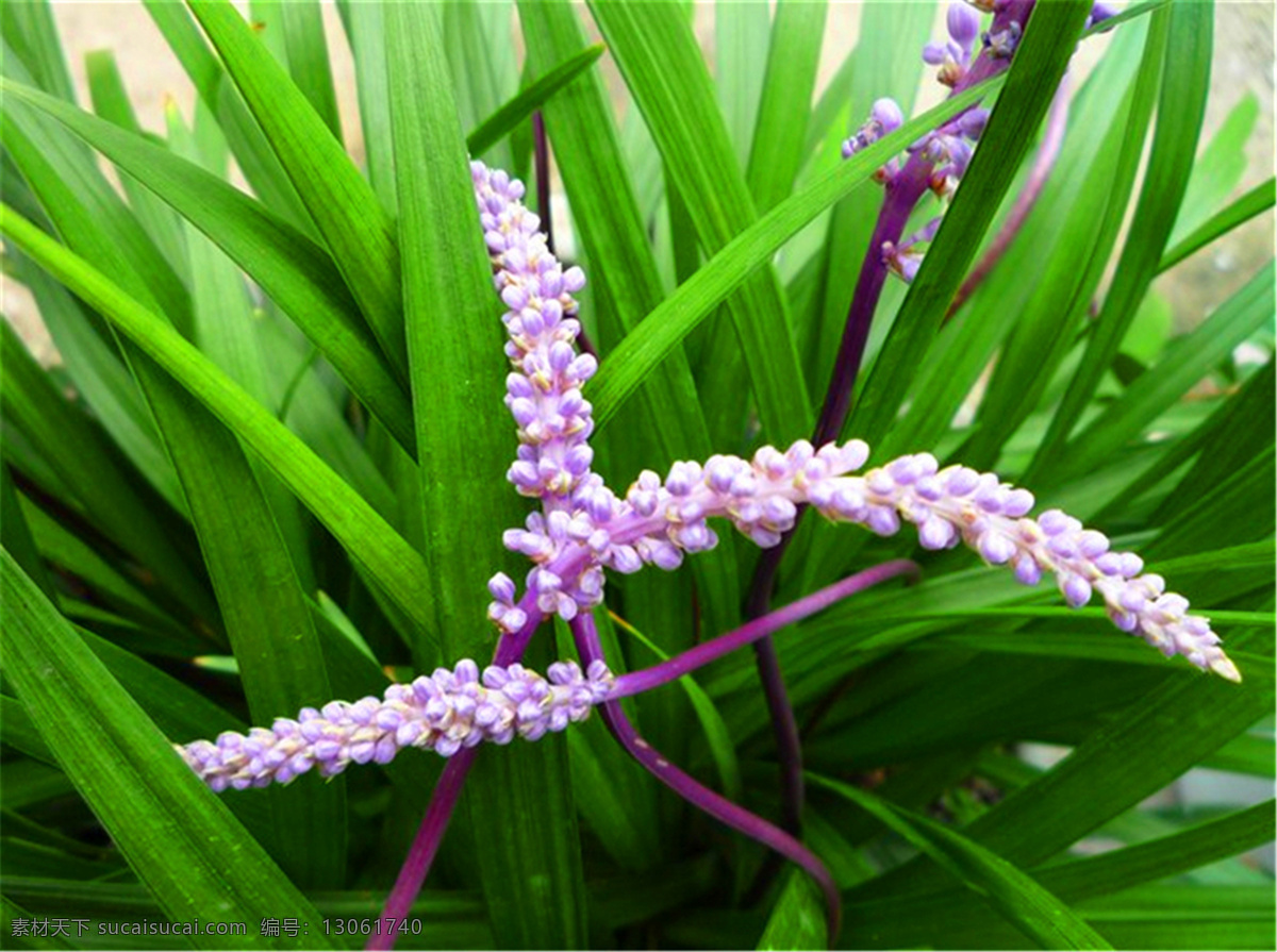 穗状花 紫色花茎 粉色花穗 条状 兰草 花卉 生物世界 花草