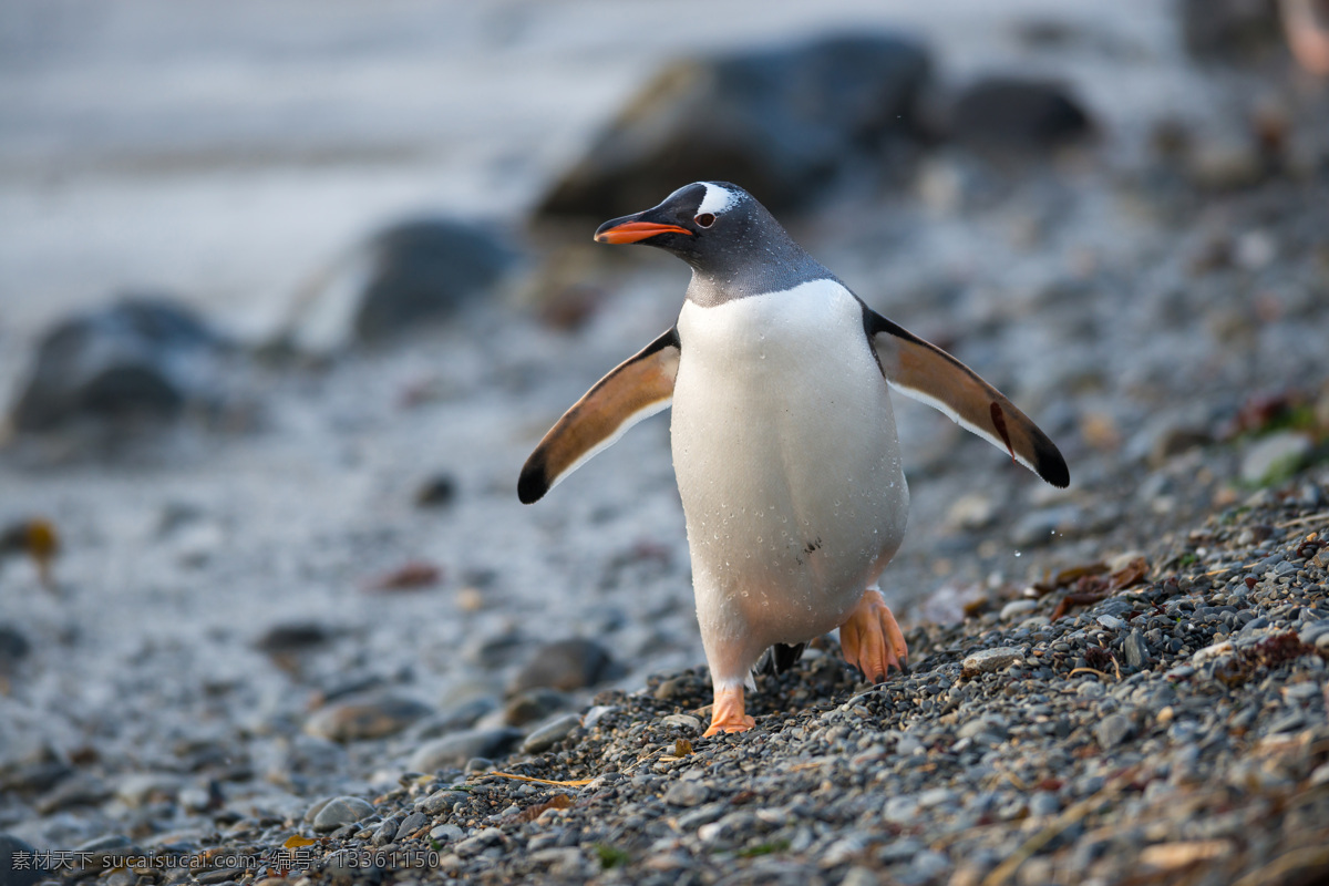 行走的企鹅 行走 南极 企鹅 动物 陆地动物 生物世界 灰色