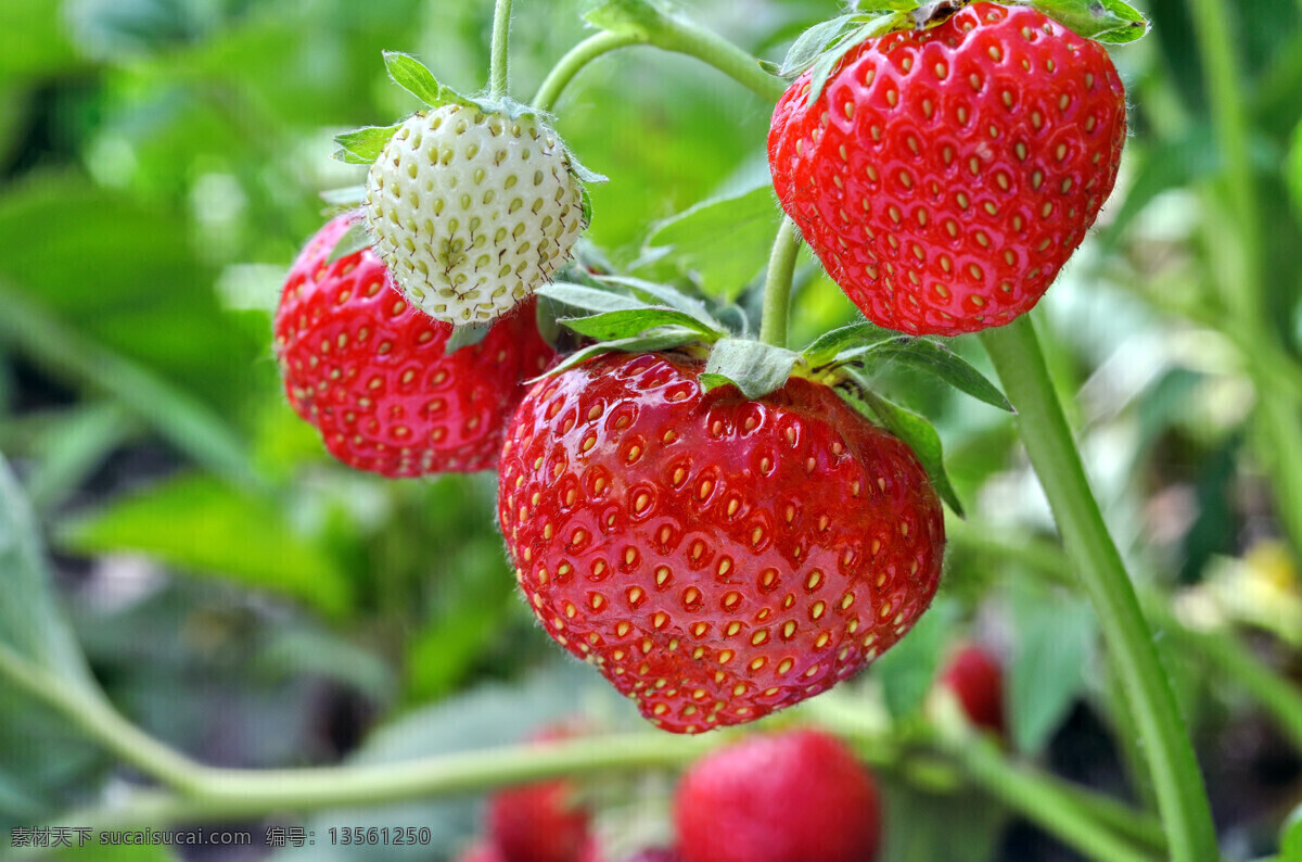 新 鲜红 草莓 高清 近景 特写 新鲜 蔬果 果蔬